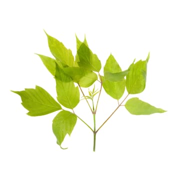 green leaf isolated on white background 