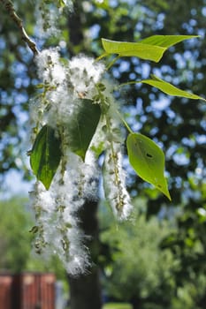 poplar seed tufts on a cottonwood branch