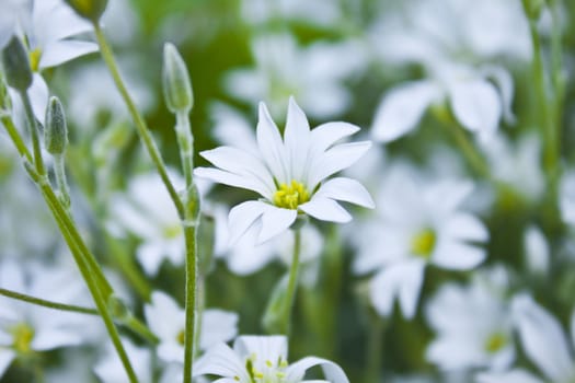 chamomile flower isolated with clipping path