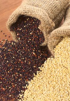 Raw red and white quinoa grains in jute sack on wood. Quinoa is grown in the Andes region  and has a high protein content and a high nutritional value (Selective Focus, Focus on the red quinoa grains at the sack opening)