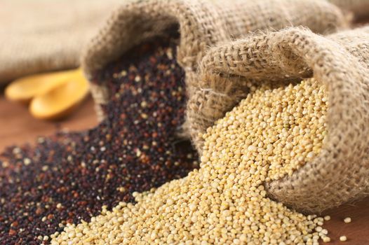 Raw red and white quinoa grains in jute sack on wood. Quinoa is grown in the Andes region  and has a high protein content and a high nutritional value (Selective Focus, Focus on the white quinoa grains at the sack opening)