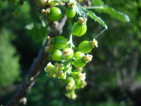 Green berries