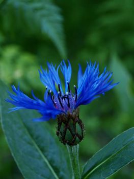 Fresh blue cornflower, standing tall, isolated towards dark green background