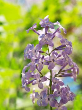 Lilac flower, isolated towards fresh green leaves at summer