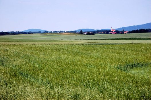 Green grain fields in Lower Silesia, Poland near Lagiewniki town. General landscape with church and village.