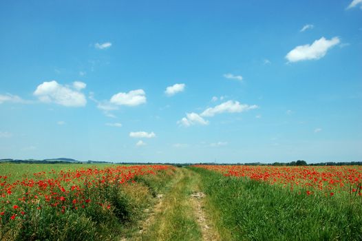 Picturesque landscape - dirt road between green meadows with red poppy flowers and blue sky with single clouds. Landscape in Lower Silesia, Poland.