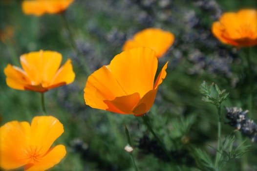 -orange wild flowers
-poppies
-field of blossoming flowers