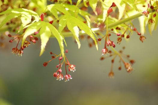 -Japanese Maple in its early bloom.