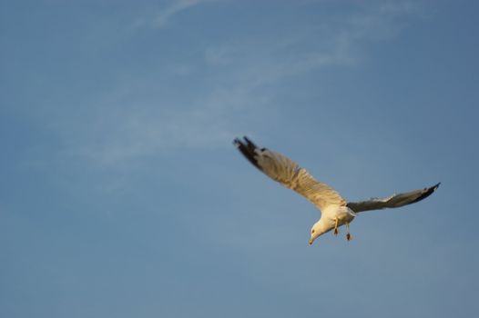 Sky; sea gull; bird; freedom