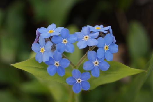 forget-me-not; heart; spring; blossoming flowers