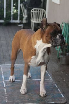 Boxer dog close up.