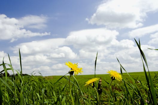 Sowthistle. Yellow flower weeds frequently growing in meadows.