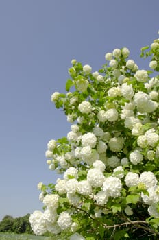 Snowball. Viburnum. Amazing blooms on the bush.