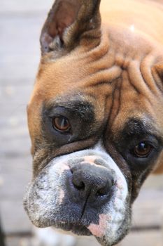 Boxer dog close up.