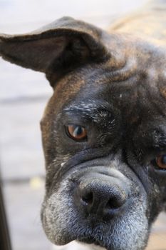 Boxer dog close up.