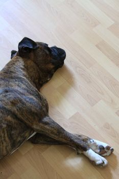 Boxer dog close up.