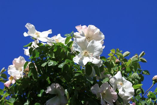 White rose flowers on a sunny day.