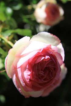 Pink rose flowers on a sunny day.