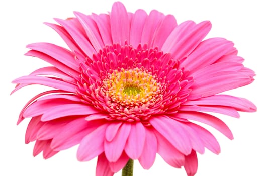 Flower of an pink gerber close-up