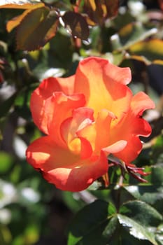 Red rose flower on a sunny day.