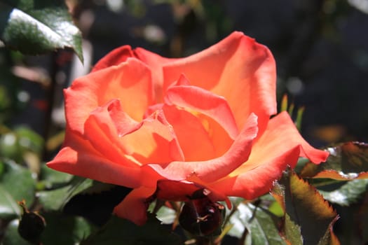 Red rose flower on a sunny day.