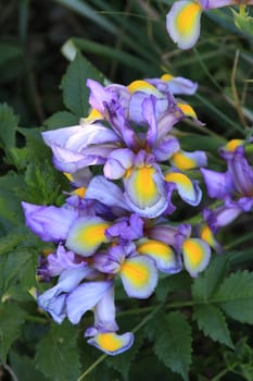 Iris flower on a sunny day.