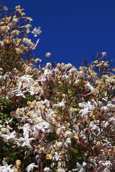 Cherry blossoms close up over clear blue sky.