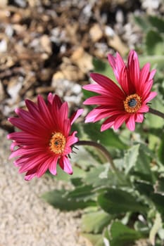 Close up of the daisy flower.