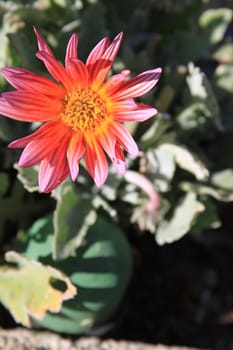 Close up of the daisy flower.