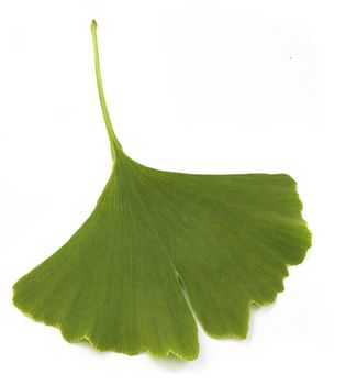 fresh green ginkgo biloba leaf isolated on white background