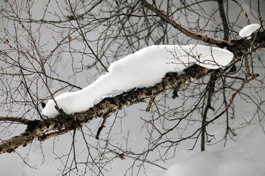 Branch of a birch in snow. winter forest in snowfall