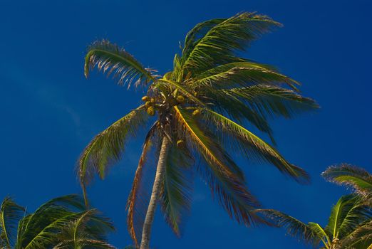 The treetop of a coconut palm with leaves and coconuts bending in the wind with blue sky as background  