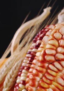 Colorful maize cob with wheat stalks and pumpkin in the background (Selective Focus, Focus on the front rows of the maize)