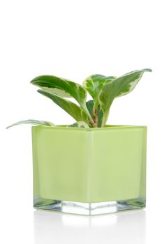 Houseplant in glass pot isolated on white background.
