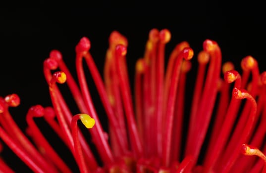 The petals of a red flower called protea, with one yellow petal (Very Shallow Depth of Field, Focus on yellow petal)