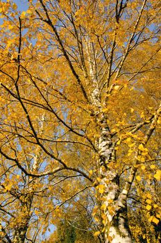 Autumn birch branches with yellow painted leaves. Dramatical seasonal changes.