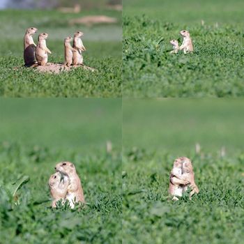 A collage of a prairie dog family in a Colorado field