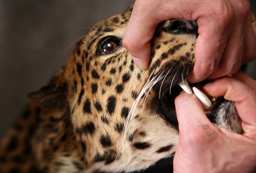 Furious leopard and man's hand close-up