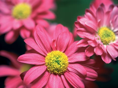 Shallow depth-of-field image of pink flowers.  Film scan.