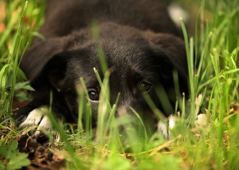 The sad small dog lays in a grass