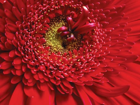 Macro image of a red flower.
