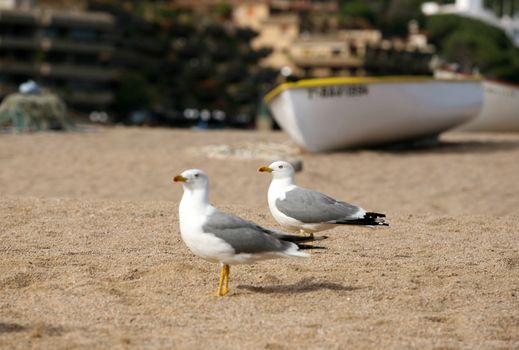 The seagulls at coast on a background a boat