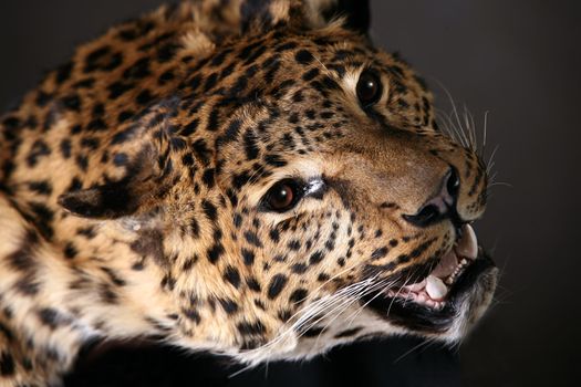 Head of the leopard with an open mouth close-up