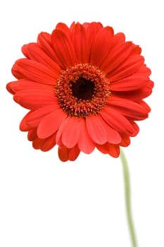 Red gerber daisy isolated on a white background.