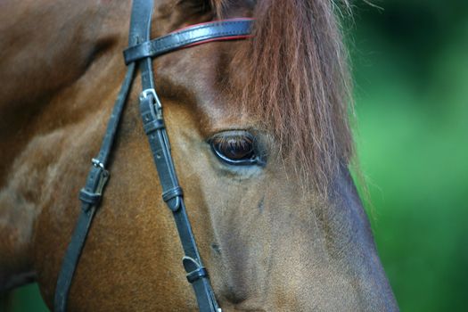 The chestnut horse close-up. An eye in focus, the rest is dim