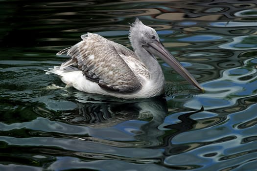 Pelican in water