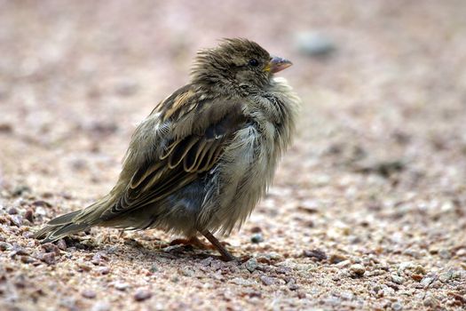 Closeup of a sparrow