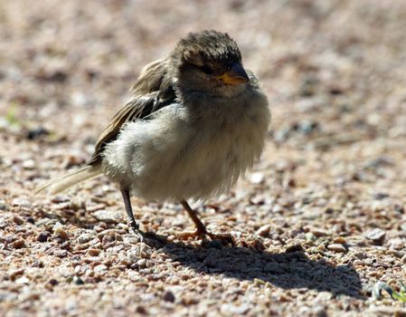 Closeup of a sparrow