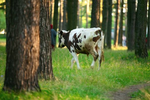 A black-white grazing cow in green meadow in forest