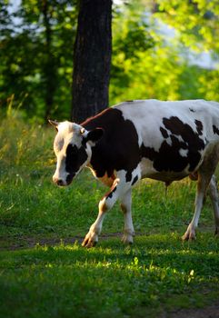 A black-white grazing cow in green meadow in forest